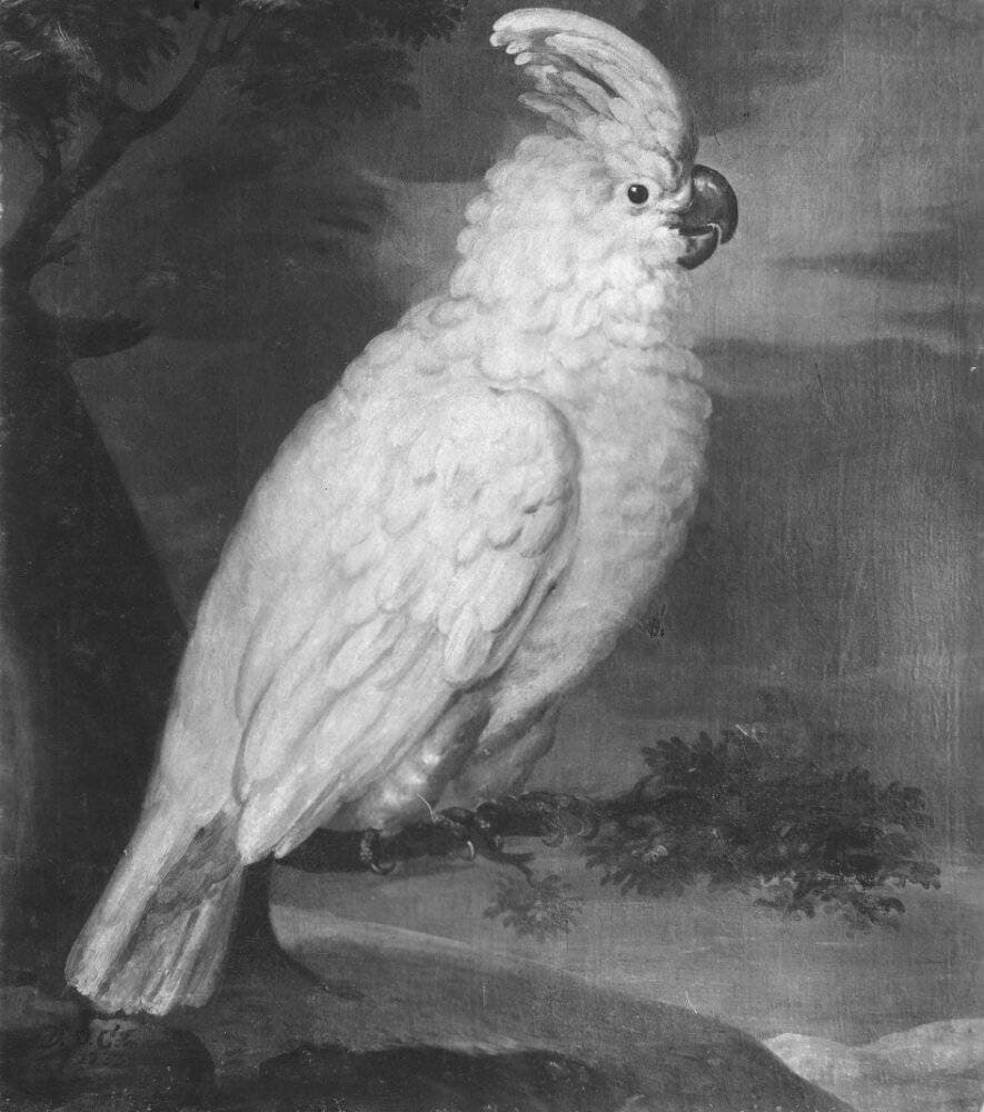 Vit papegoja kakadua — David von Cöln