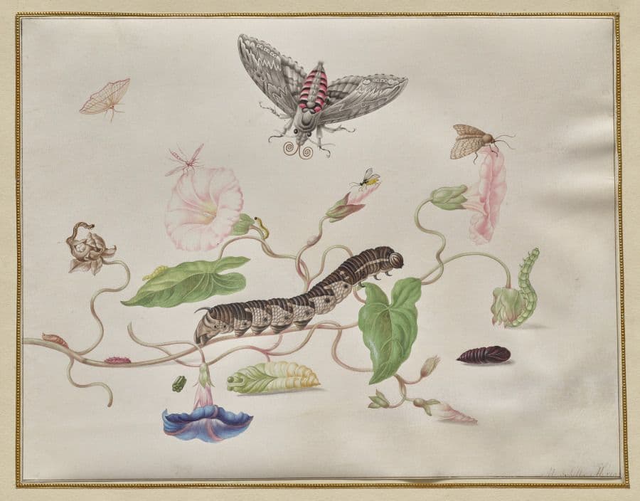 Convolvulus and Metamorphosis of the Convolvulus Hawk Moth — Merian’s close observation of plant and insect life; the museum’s different display and numeric date forms are both preserved.