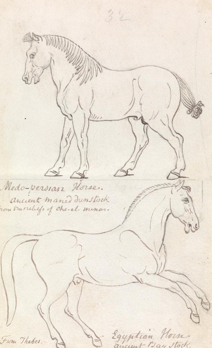 Medo-Persian Horse and Egyptian Horse — Charles Hamilton Smith