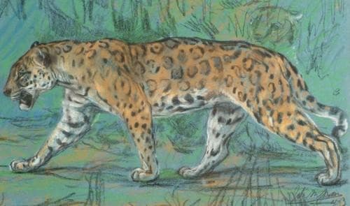 Jaguar Walking - John Macallan Swan — John Macallan Swan