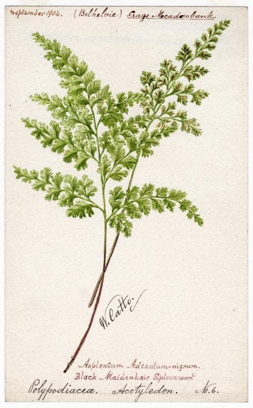 Black-Maidenhair Spleenwork (Polypodiacea Acotyledon No. 6)  - William Catto — William Catto