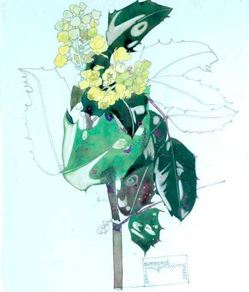 Berberis, Walberswick by Charles Rennie Mackintosh - Charles Rennie Mackintosh — Charles Rennie Mackintosh