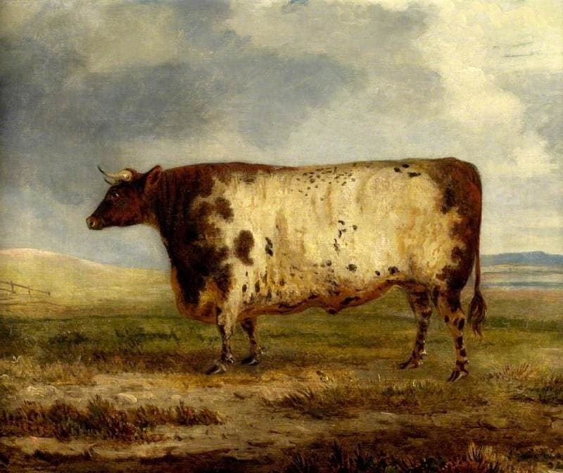 A Durham Ox — George Garrard