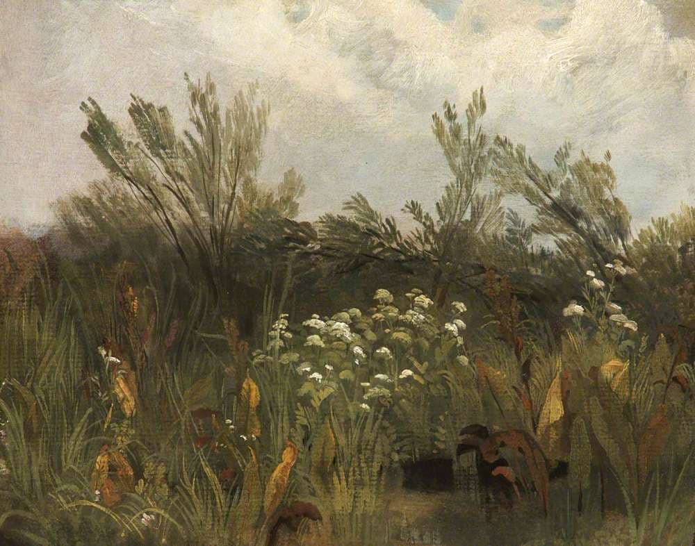 Study of Sorrel, Cow Parsley and Willow Saplings — Peter De Wint