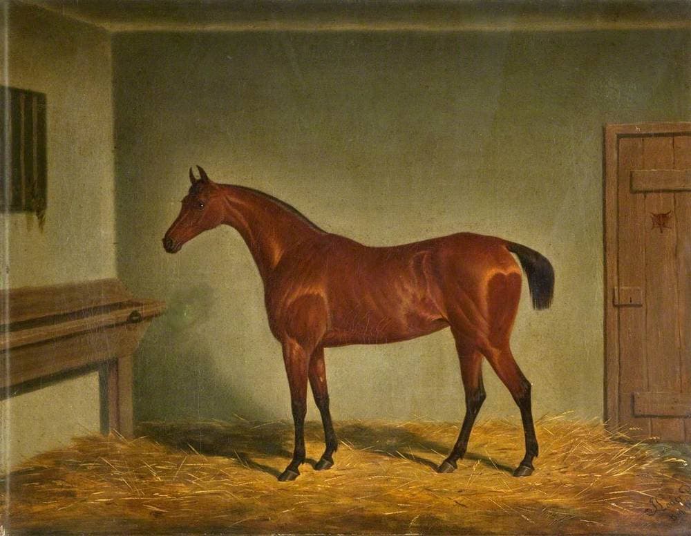 Mare, Castledillon Stables — James Loder