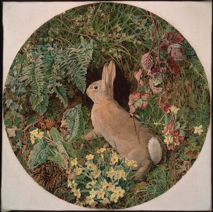 Rabbit amid Ferns and Flowering Plants — William James Webbe