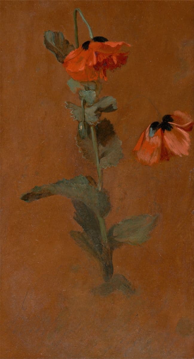 Study of Poppie — James Inskipp