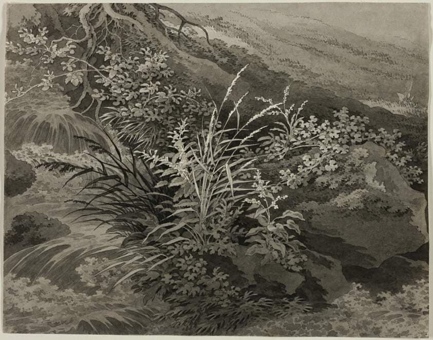 Corner of the Meadow with Reeds and Other Plants — Adrian Zingg