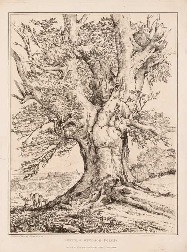 Beech in Windsor Forest — William Alfred Delamotte