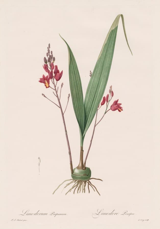 Les Liliacées:  Limodorum purpureum — Pierre-Joseph Redouté