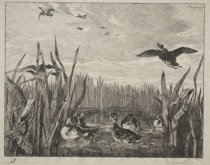 Teal — Félix Bracquemond