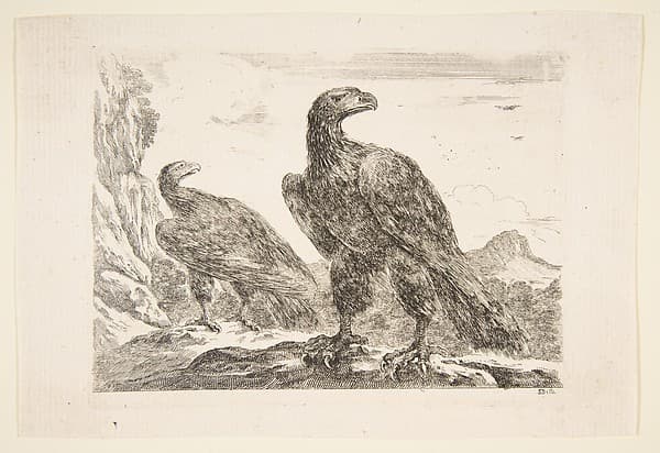Two eagles, from 'Eagles'  (Les aigles) — Stefano Della Bella