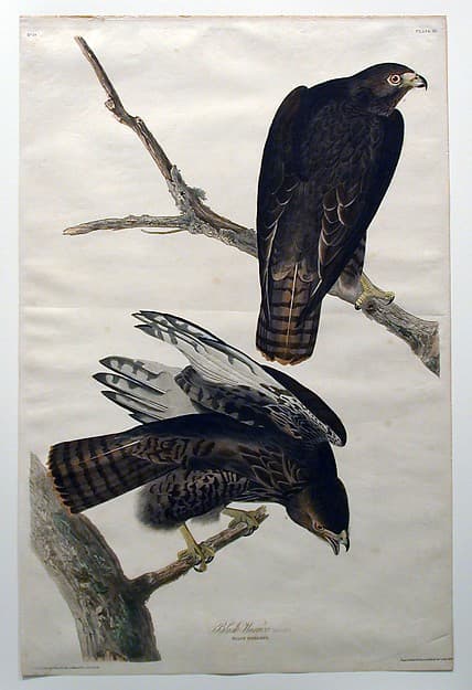 Black Warrior (No. 18) — John James Audubon