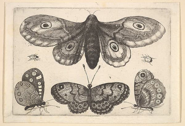A  moth, three butterflies and two beetles — Wenceslaus Hollar