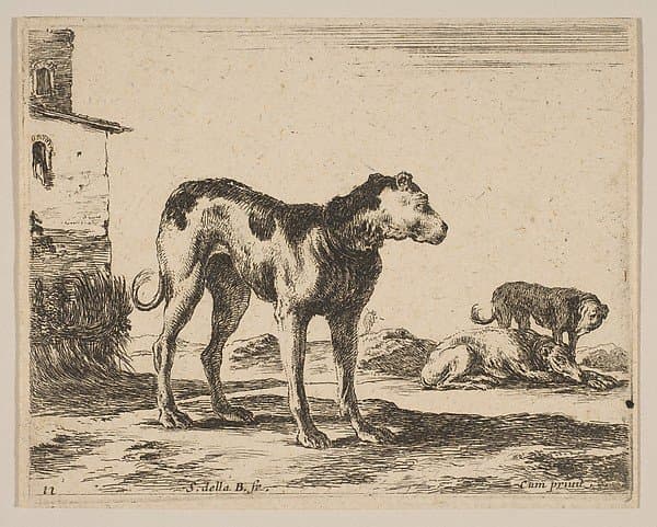 Plate 11: Dogs, from "Various animals" (Diversi animali) — Stefano Della Bella