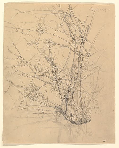Study of a Tree Standing in Water in the Düsseldorf Hofgarten; verso: Studies of Plants — Johann Wilhelm Preyer