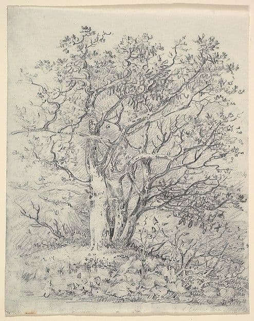 Study for Three Trees — John Crome