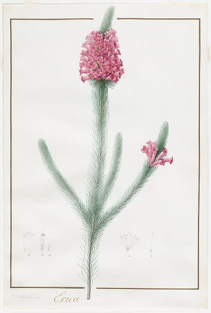 Erica Fulgida — Pierre-Joseph Redouté