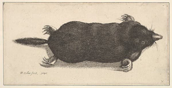 Dead Mole — Wenceslaus Hollar
