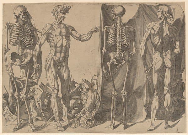 Two Flayed Men and Their Skeletons — Domenico del Barbiere