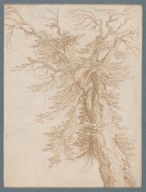 Study of a Tree — Jacques de Gheyn II