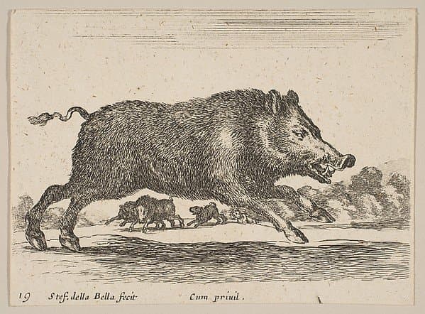 Plate 19: Wild Boar, from "Various animals" (Diversi animali) — Stefano Della Bella