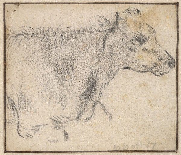 Study of a lying cow — Paulus Potter