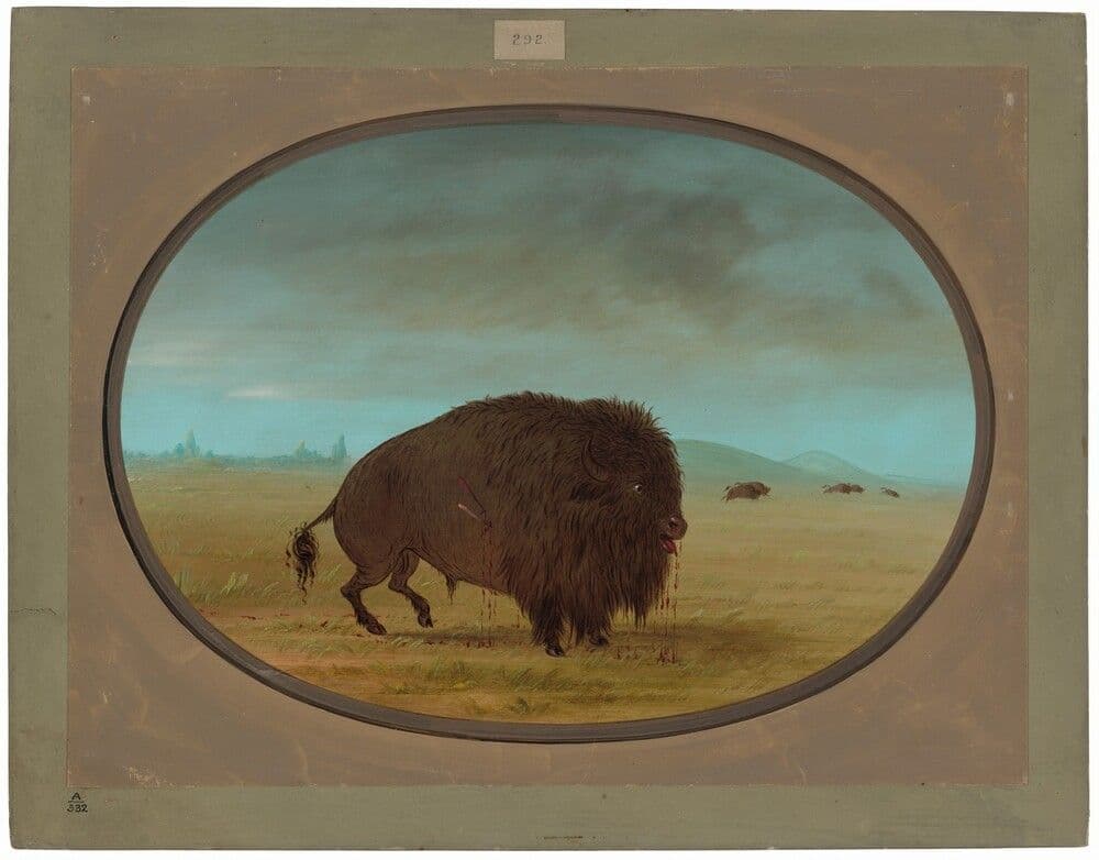 Wounded Buffalo Bull — George Catlin