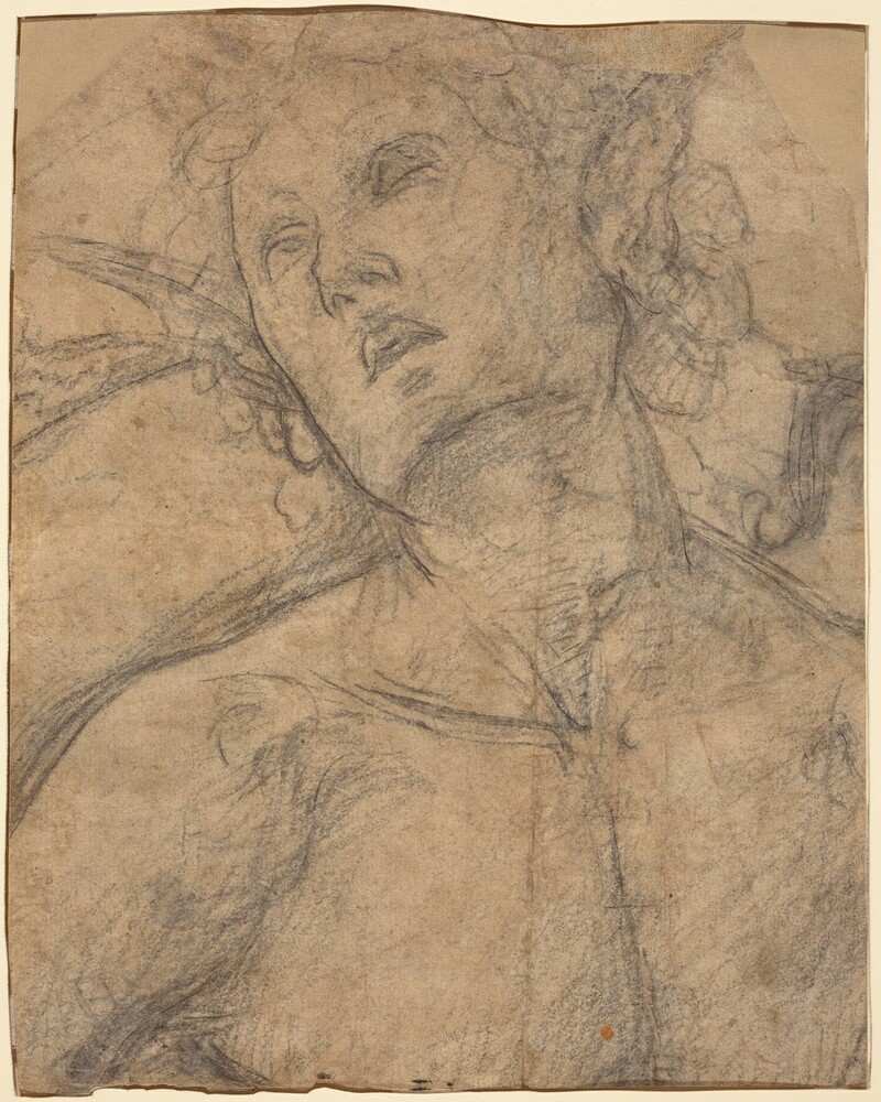 Bust of a Youth Looking Upward [recto] — Luca Signorelli