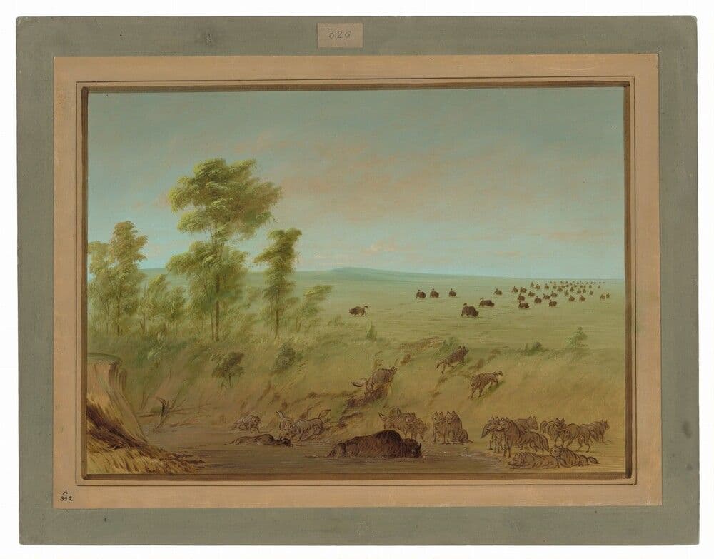 Mired Buffalo and Wolves — George Catlin