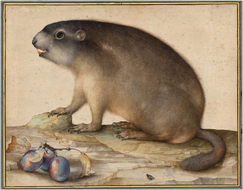 A Groundhog or Marmot with a Branch of Plums — Jacopo Ligozzi