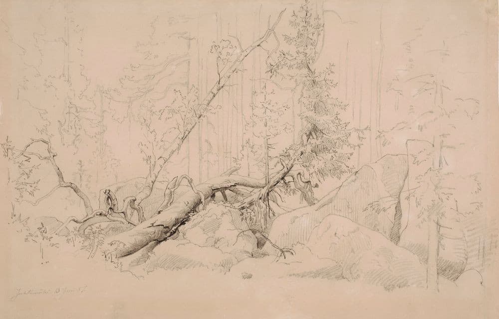 Kivikkoinen metsänsisusta, jossa on kaatuneita puita — Werner Holmberg