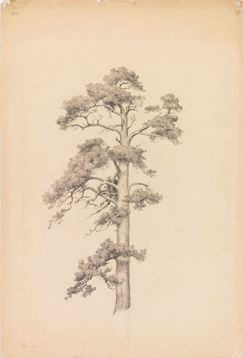 Study of a Pine Tree — Eero Järnefelt