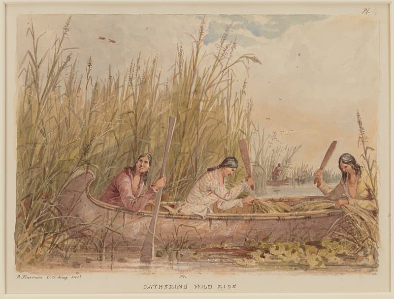 Gathering Wild Rice — Seth Eastman