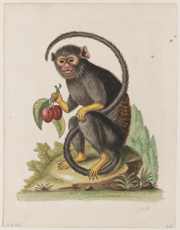 The Little Black Monkey Brought from the West Indies by the Honourable Commodore Fitzroy Lee in the Year 1747.  Drawn from Life Natural Size. — George Edwards