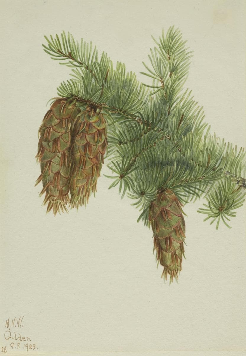 Douglas Fir (Pseudotsuga mucronata) — Mary Vaux Walcott