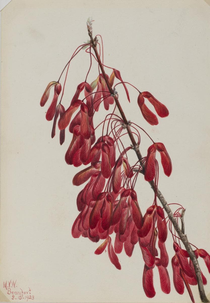 Carolina Maple (Acer carolinianum) — Mary Vaux Walcott