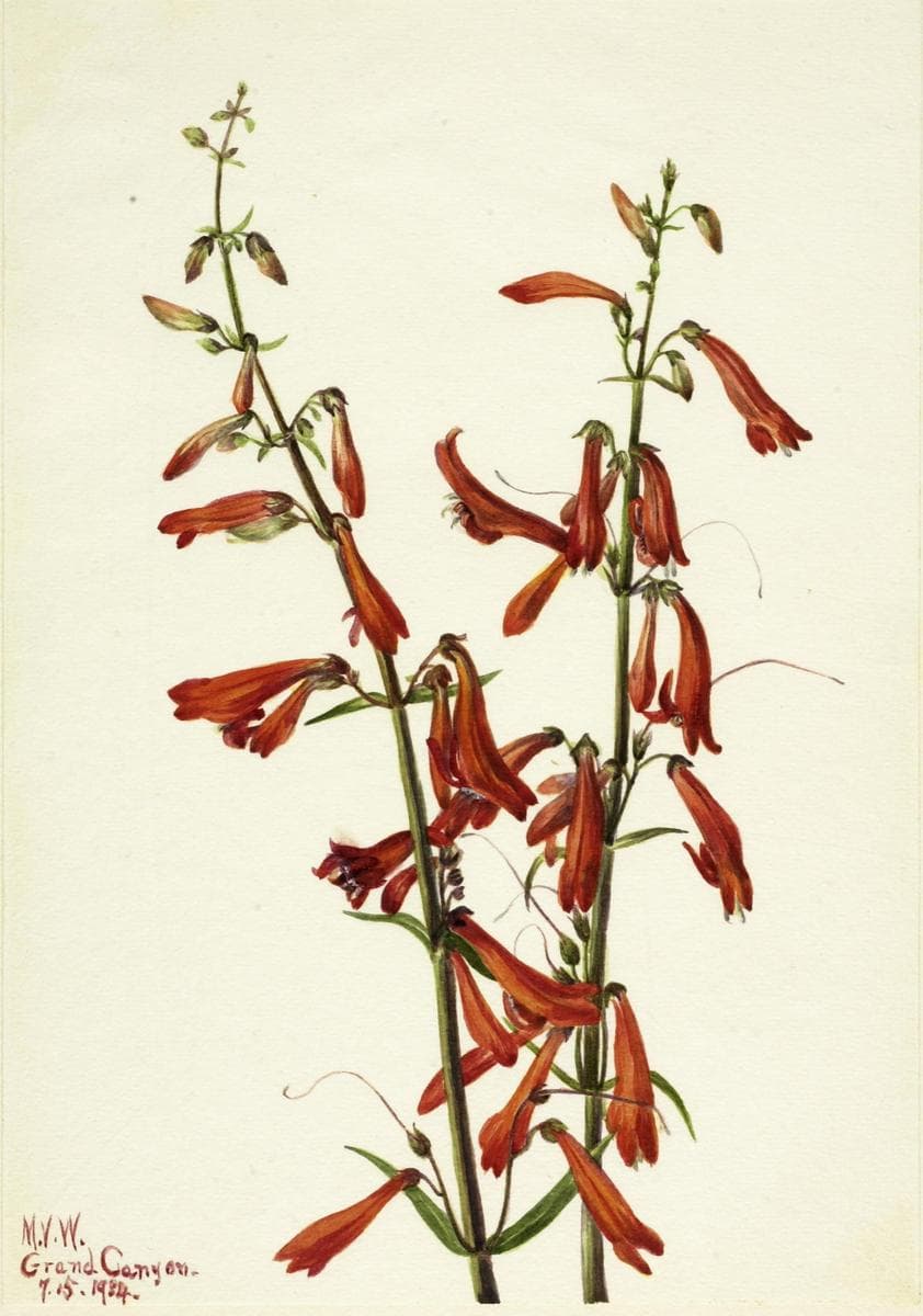 Pentstemon (Pentstemon barbatus) — Mary Vaux Walcott