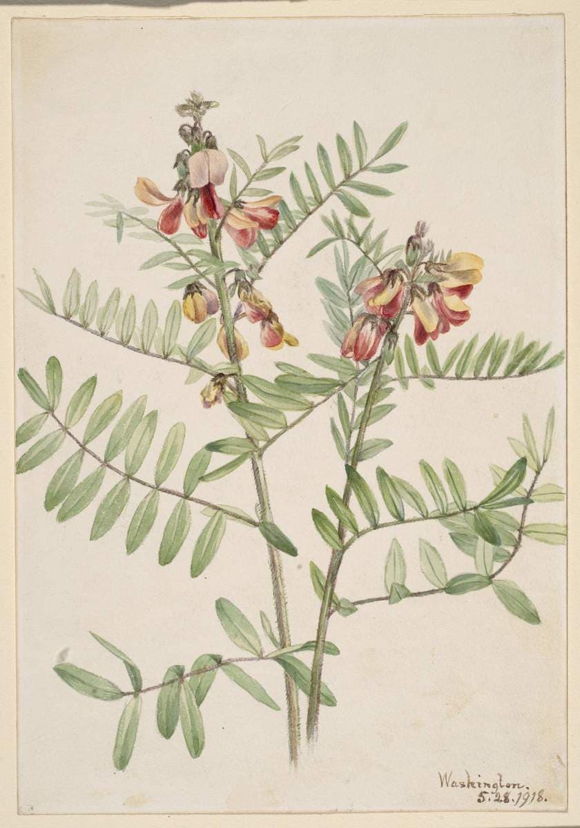 Rabbitbean (Cracca virginiana) — Mary Vaux Walcott