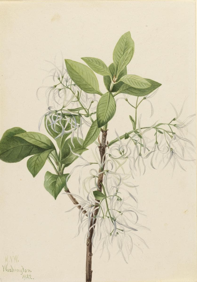 Fringe Tree (Chionanthus virginica) — Mary Vaux Walcott