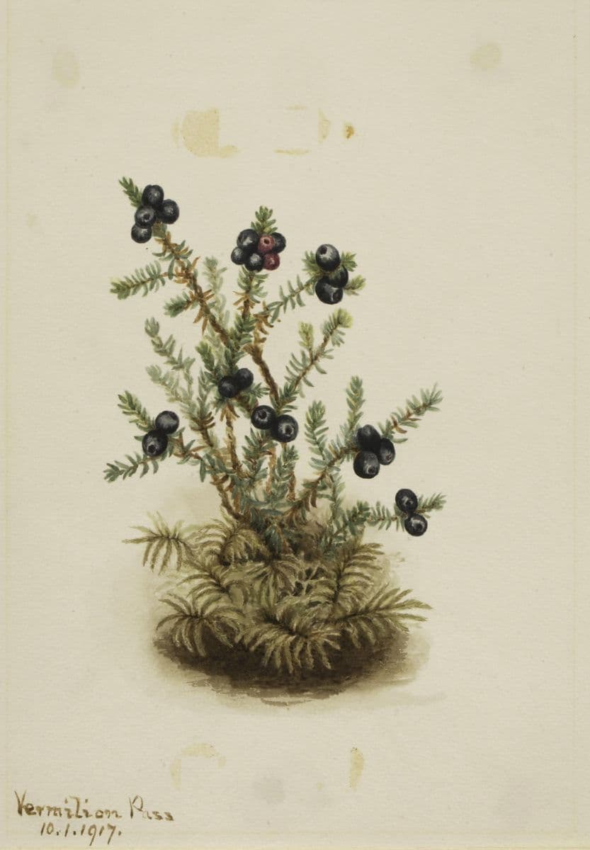 Crowberry (Empetrum nigrum) — Mary Vaux Walcott