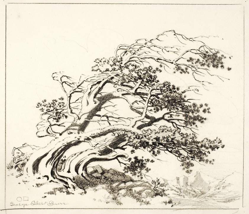 Sketch for Pines in Wind, Estes Park — George Elbert Burr