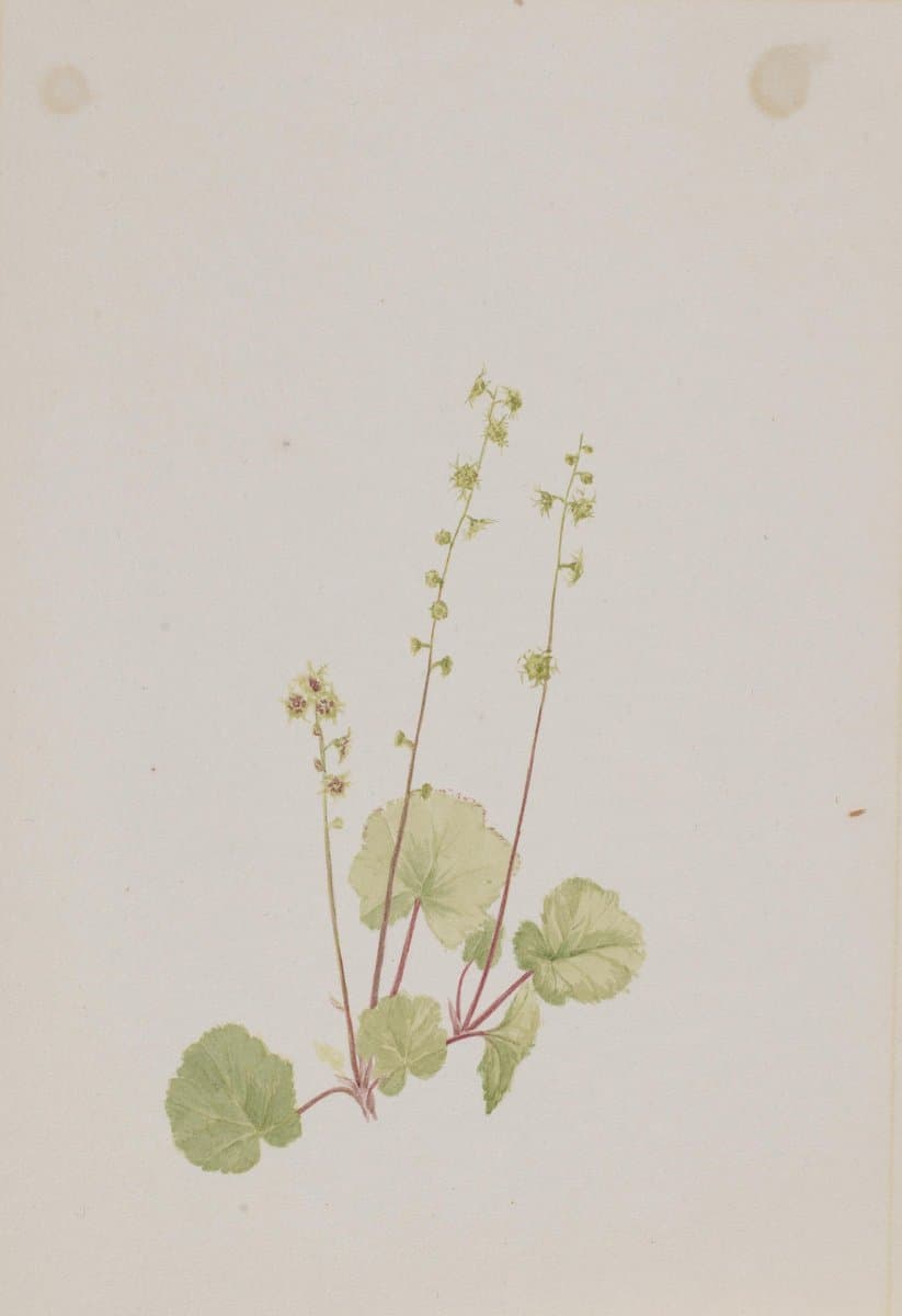 Mitella nuda — Mary Vaux Walcott