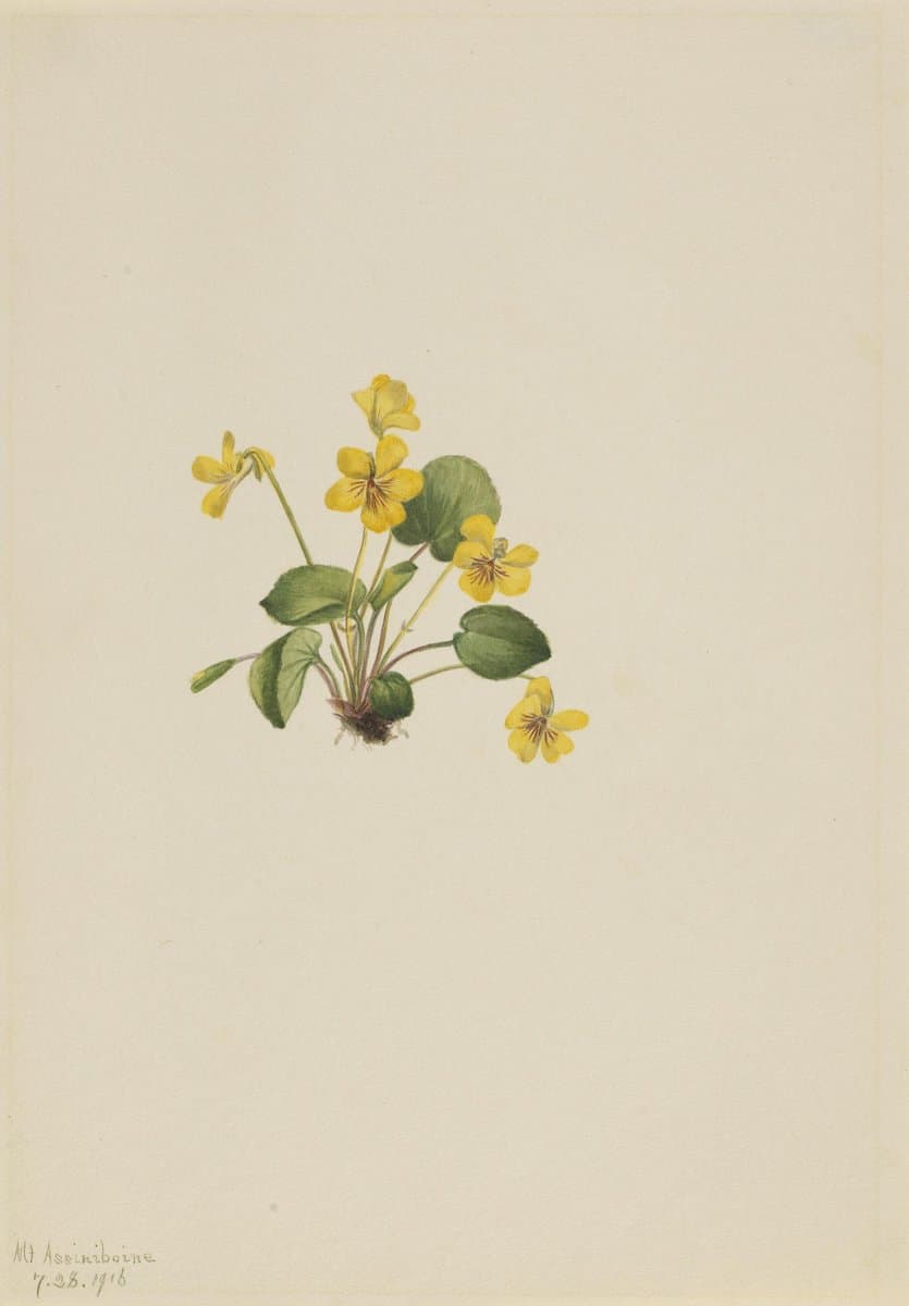 Yellow Violet (Viola orbiculata) — Mary Vaux Walcott