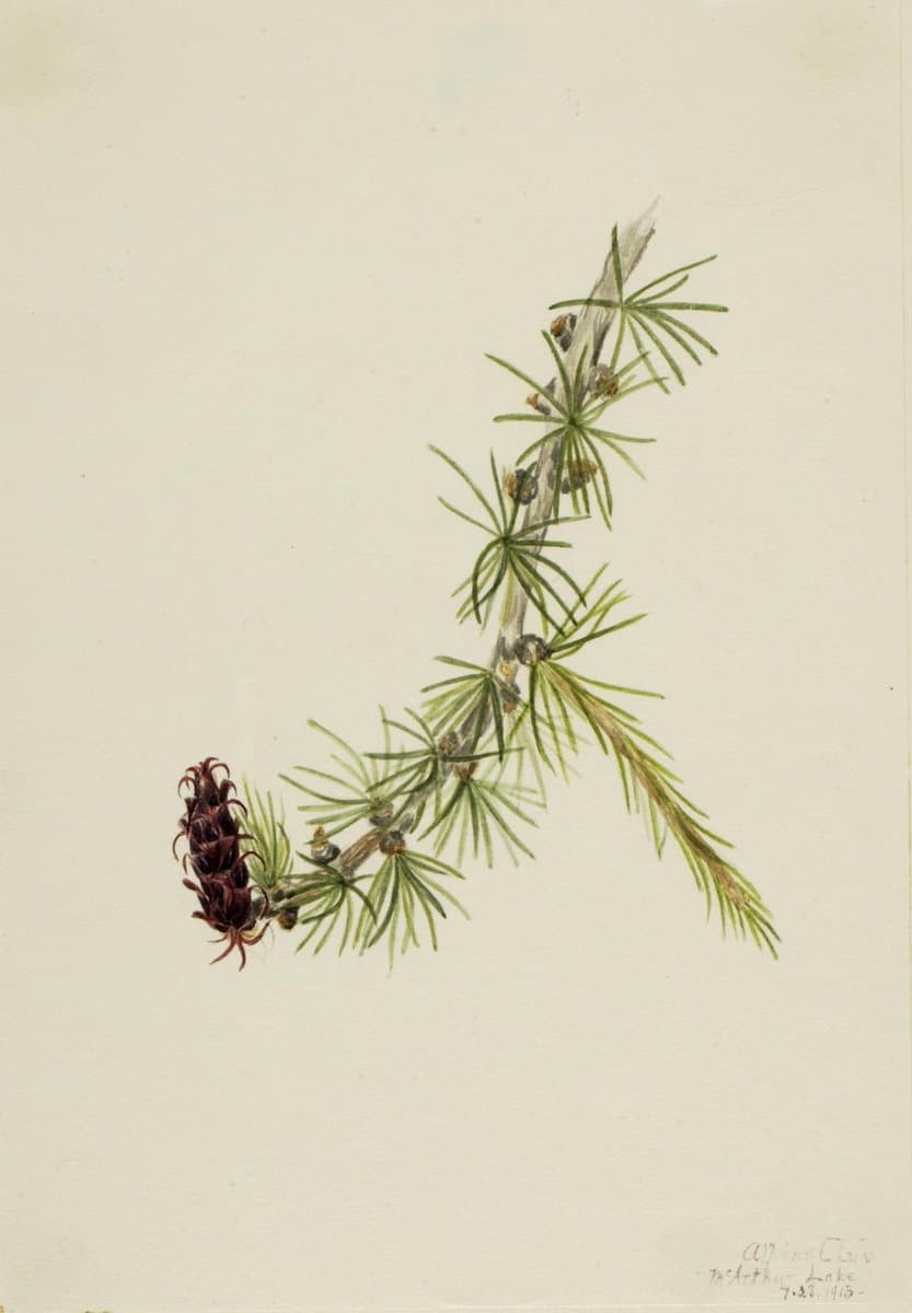 Lyall Larch (Larix lyallii) — Mary Vaux Walcott