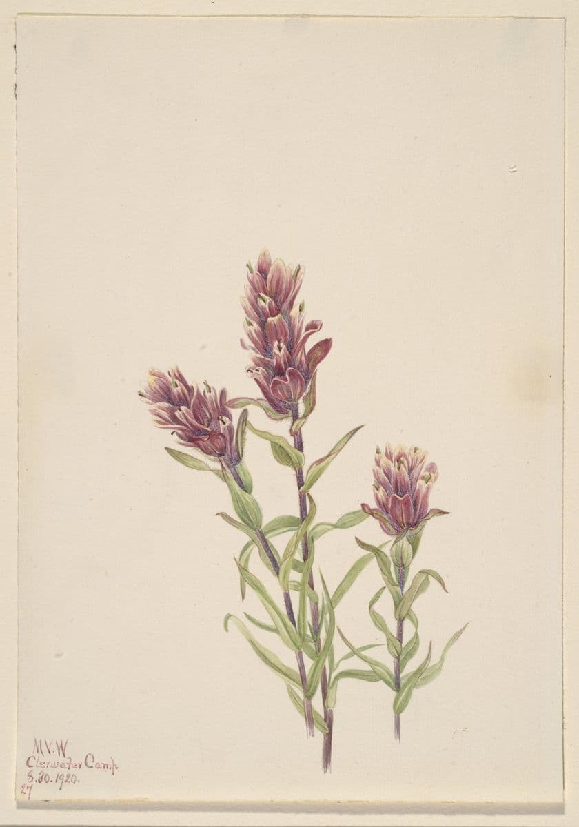 Rose Paintbrush (Castilleja pallida) — Mary Vaux Walcott