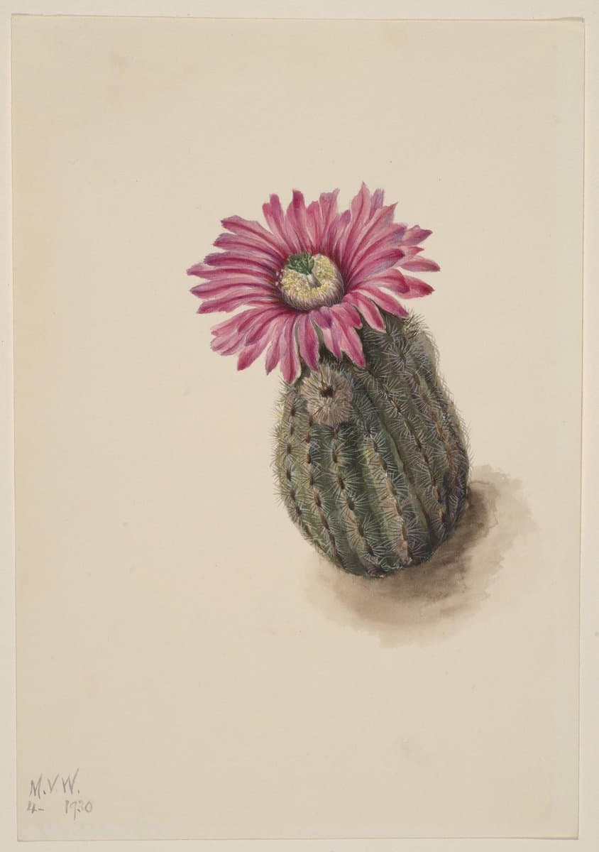 Turkeyhead Cactus (Echinocerus perbellus) — Mary Vaux Walcott