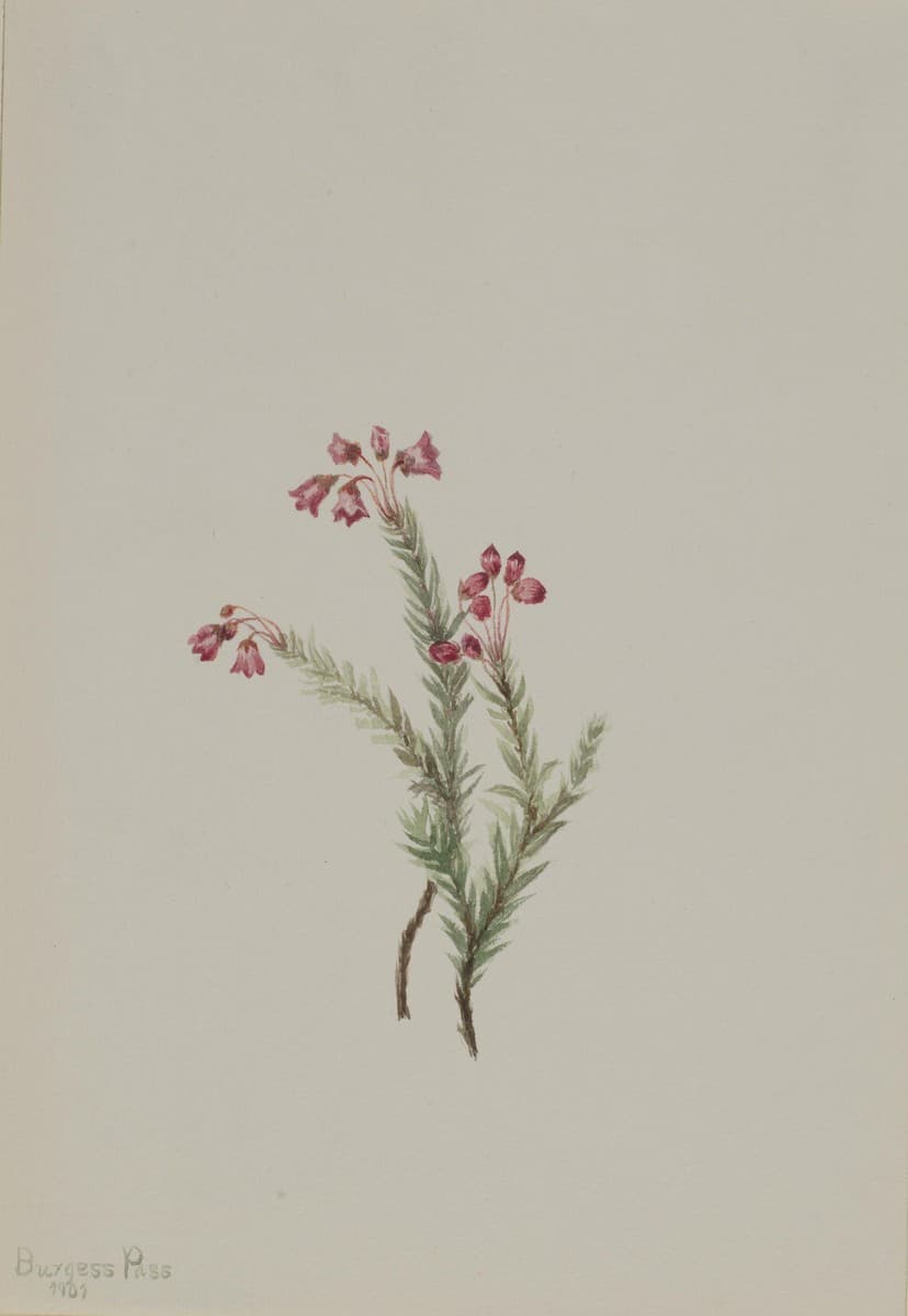 Pink Heather (Phyllodoce empetriformis) — Mary Vaux Walcott