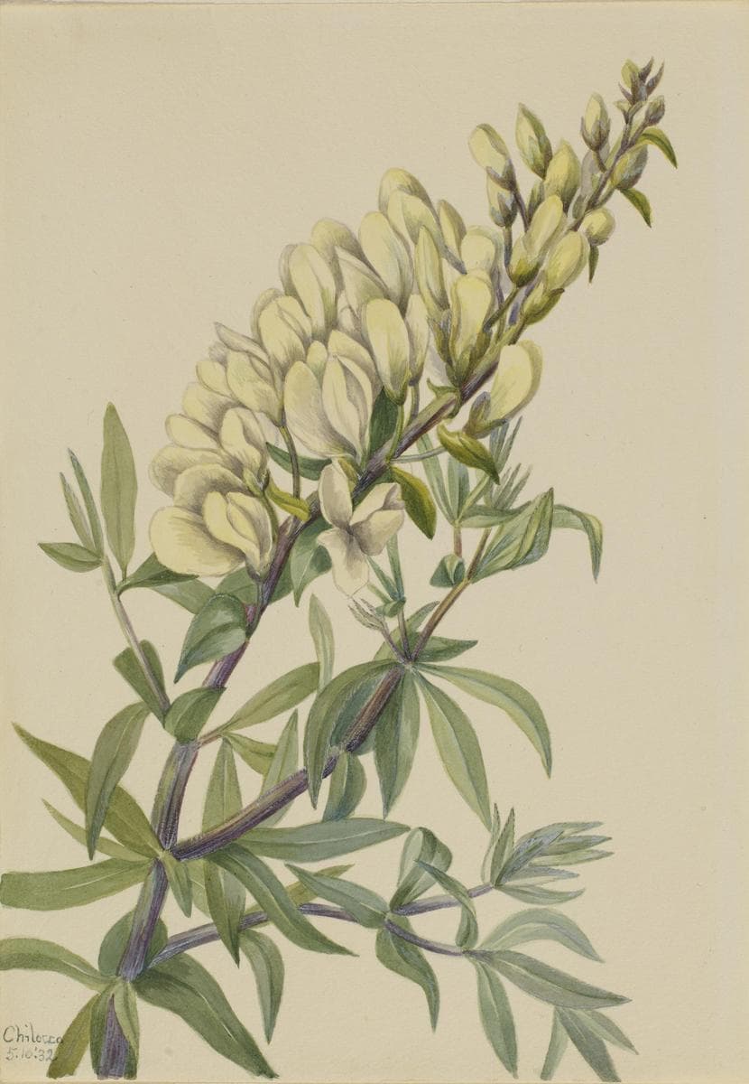 False Indigo (Baptista bructeata) — Mary Vaux Walcott