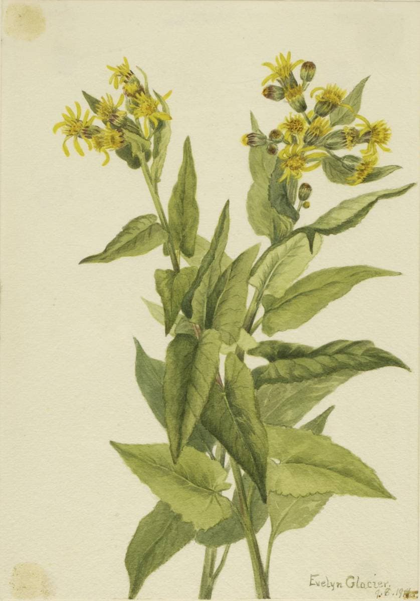 Arrowleaf Groundsel (Senecia triangularis) — Mary Vaux Walcott
